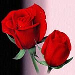 pic for Red Roses